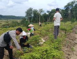 Dukung Ketahanan Pangan, Bhabinkamtibmas Polsek Menjalin Sambangi Petani Cabai