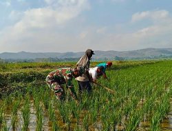 Optimalkan Ketahanan Pangan, Babinsa Kademangan Dukung Petani Tingkatkan Kualitas Panen