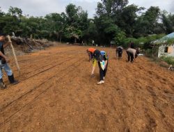 Polsek Ngabang dan Polsubsektor Jelimpo Laksanakan Penanaman Bibit Jagung Hibrida NK Perkasa Secara Berkelanjutan