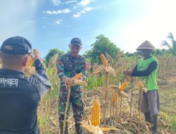 Satgas Yonif 131/Brajasakti Panen Jagung Bersama Warga, Dukung Ketahanan Pangan di Perbatasan Papua