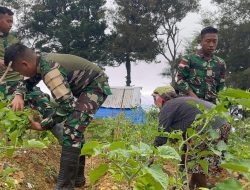 Berkebun Mandiri Satgas Yonif 521/DY Petik Hasil Panen Bersama Masyarakat Distrik Napua