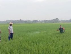 Babinsa Sigap Bantu Petani Lakukan Penyemprotan Massal Cegah Hama Ulat Padi