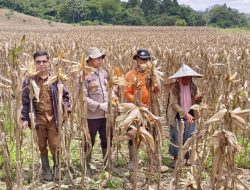 Polsek Meranti Panen Perdana Jagung di Lahan Demplot
