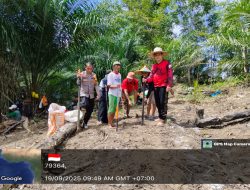Penanaman Jagung Serentak 1 Desa 1 Hektar Di Desa Kayu Ara Kecamatan Menyuke