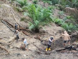 Kapolsek Kuala Behe Tanam Jagung Bersama Warga, Dukung Ketahanan Pangan Nasional