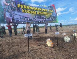 Polsek Mariana Monitoring dan Lakukan Pengamanan Penanaman Padi Gogo di PT Agrindo Raya Desa Pematang Palas  Banyuasin
