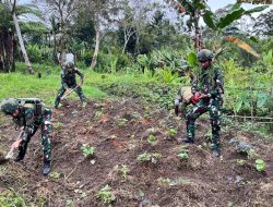 Komsos Satgas 521/DY Penanaman Sayur Bersama Masyarakat Distrik Kelila