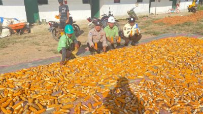 Bripka Widiyanto Turut Serta Pada Panen Jagung di Lahan PT CVA Desa Penuguan Kecamatan Selat Penuguan