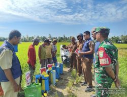 Babinsa dan PPL Dampingi Petani Matang Kumbang Semprot Hama Wereng