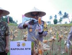 Kapolda NTB: Panen Raya Jagung Jadi Bukti Komitmen Polri untuk Swasembada Pangan
