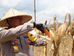 Panen Raya Jagung Serentak Kuartal III Dukung Swasembada Pangan 2025 di Lombok Barat