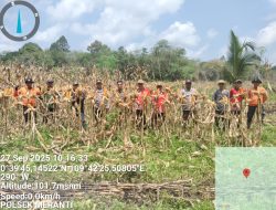 Polsek Meranti Panen Raya Jagung di Lahan Demplot