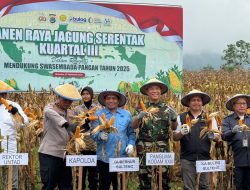 Panen Raya Jagung Kuartal III, Aspers Kasdam XXIII/Palaka Wira: Bukti Sinergi untuk Negeri