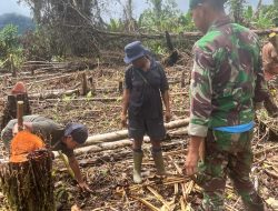 Pos Selal Yonif 751/VJS Tanam Pisang di Kampung Beringin, Dorong Ketahanan Pangan dan Kebersamaan