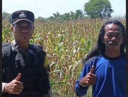 Bhabinkamtibmas Aipda Hengki Pandapotan Dampingi Petani Panen Jagung di Desa Sugih Waras