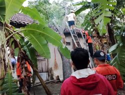 Hujan Deras Disertai Angin Kencang Robohkan Pohon di Boyolali, Babinsa dan BPBD Gerak Cepat Bantu Warga