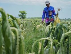 Cakra NTB Bongkar Dugaan Jual Beli Bantuan DBHCHT di Bima, Traktor Bantuan Disulap Jadi Ladang Bisnis Oknum Pejabat