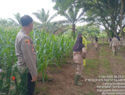 Polsek Pangkalan Balai Monitor Perkembangan Tanaman Jagung di SMK PP Sembawa Dukung Ketahanan Pangan