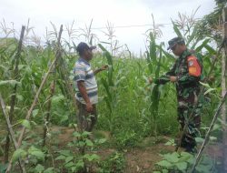 Babinsa Koramil 15/Matangkuli Dampingi Petani Cek Kebun Jagung