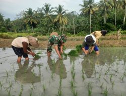 Babinsa Sumbersih Dampingi Poktan Tunas Jaya Tanam Padi di Lahan Warga