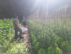 Babinsa Selo Dampingi Petani Wujudkan Swasembada Pangan