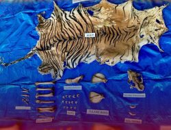 Personel Unit I Subdit IV Tipidter Berhasil Menangkap Seorang Terduga Pelaku Tindak Pidana Konservasi Sumber Daya Alam Hayati