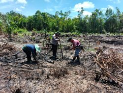 Dukung Swasembada Pangan Nasional, Polsek Kuala Behe Bersama Warga Tanam Jagung Di Demplot Polsek