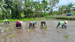Babinsa Ngoran Dampingi Kelompok Tani Berkah Tani dalam Penanaman Padi Di Nglegok