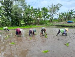 Babinsa Ngoran Dampingi Kelompok Tani Berkah Tani dalam Penanaman Padi Di Nglegok
