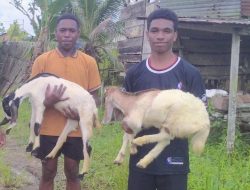 Prabowo Dorong Ekonomi Rakyat Papua Barat Daya Lewat Bantuan Ternak Berbasis Adat