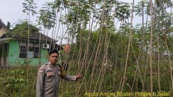 Bhabinkamtibmas Polsek pangkalan balai gelorakan program pekarangan pangan bergizi di warga binaannya.