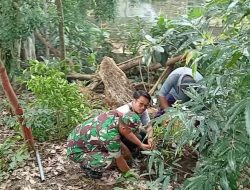 Babinsa dan Warga Ngadirejo, Tanam Pohon Beringin dan Saman Untuk Lestarikan Alam dan Sumber Air