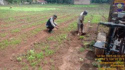 Bhabinkamtibmas Galakkan Program P2B, Dukung Swasembada Pangan Nasional