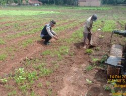 Bhabinkamtibmas Galakkan Program P2B, Dukung Swasembada Pangan Nasional