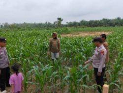 Polsubsektor Mesuji Pusat Gencar Sambang dan Binluh, Tingkatkan Ketahanan Pangan di Tingkat Desa