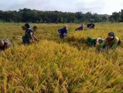 Babinsa Membaur Dengan Petani Saat Panen Padi