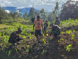 Satgas Yonif 700/WYC Ajak Warga Tanam Keladi, Wujud Nyata Kemanunggalan TNI dan Rakyat di Tanah Papua