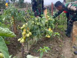 Dukung Ketahanan Pangan, Satgas Yonif 521/DY Manfaatkan Lahan Kosong di Sekitaran Pos
