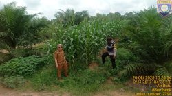 Polsek Talang Kelapa Pantau Langsung Lahan Jagung untuk Perkuat Ketahanan Pangan