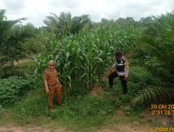 Polsek Talang Kelapa Pantau Langsung Lahan Jagung untuk Perkuat Ketahanan Pangan