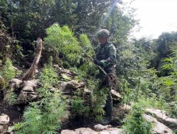 TNI kembali Bongkar Ladang Ganja di Dusun Ngutok-Pegunungan Bintang: 740 Batang Diamankan