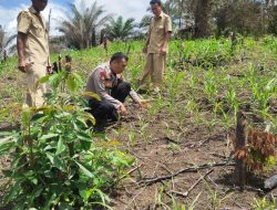 Kapolsek Mempawah Hulu Ipda Paskarianto Melaksanakan Penanaman Jagung di Desa Sala’as