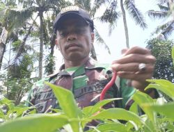 Haru, Serda Israil Turun Bersama Petani Panen Cabai di Lebakharjo