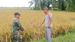 Menjelang Panen, Babinsa Langkahan Dampingi Petani di Sawah