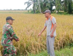 Menjelang Panen, Babinsa Langkahan Dampingi Petani di Sawah