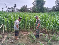 Babinsa Ingatkan Petani Rawat Tanaman Jagung agar Hasil Panen Maksimal