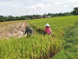 Babinsa Turun Langsung Bantu Panen Padi Warga