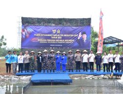 Pasmar 1 Ikuti Kegiatan Panen Raya Tegaskan Komitmen Ketahanan Pangan