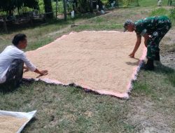 Eratkan Silaturahmi, Babinsa Bantu Jemur Padi Milik Warga Penuh Semangat Kekeluargaan