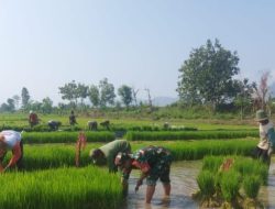 Potret Ketahanan Pangan di Desa Jepun, Babinsa dan Petani Saling Bergandengan